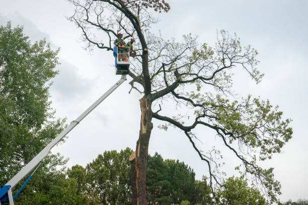 Reliable Babbitt, MN Tree Services Solutions